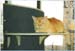 catmaxeja_f