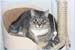 catmaxeja_j