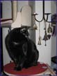catmax_a