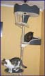 catmax_d