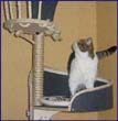 catmax_i
