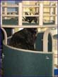 catmax_l