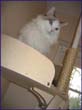 catmax_o