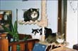 catmax_p