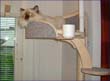 catmax_q