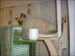 catmax_s