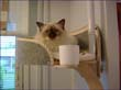 catmax_t