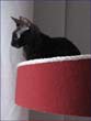 catmax_v