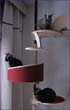 catmax_x